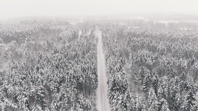 AERIAL Forest in snow. Flying over snowy pines on a winter day