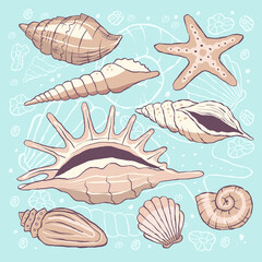 set colorful seashells