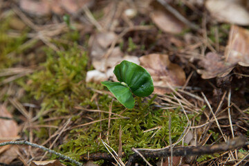 Green plant in the forest