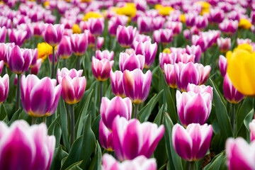 Fototapeta premium flower bed with blooming tulips in the city park
