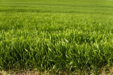 Young green wheat seedlings growing in soil on a field. Close up on sprouting rye on a field. Sprouts of rye. Sprouts of young barley or wheat that have sprouted in the soil. Agriculture, cultivation.