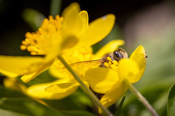 Fototapeta premium Bee on a spring flower collecting pollen and nectar