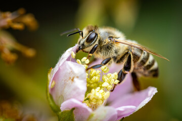 Bee on a white blackberry flower collecting pollen and nectar for the hive