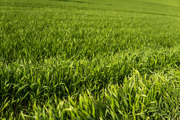 Young green wheat seedlings growing in soil on a field. Close up on sprouting rye on a field. Sprouts of rye. Sprouts of young barley or wheat that have sprouted in the soil. Agriculture, cultivation.