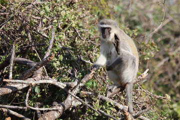 Grüne Meerkatze / Vervet monkey / Cercopithecus aethiops .