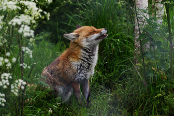 fox sitting smelling the air
