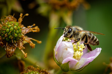 Bee on a white blackberry flower collecting pollen and nectar for the hive