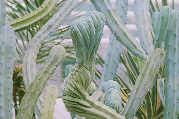 Cacti grow in a greenhouse. Cactus Cereus peruvianus. Close-up.