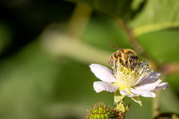 Bee on a white blackberry flower collecting pollen and nectar for the hive