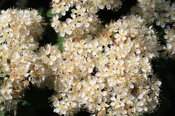 Blooming rowan tree in sunny May