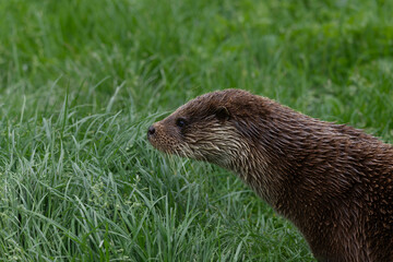 close up off eurasian otter