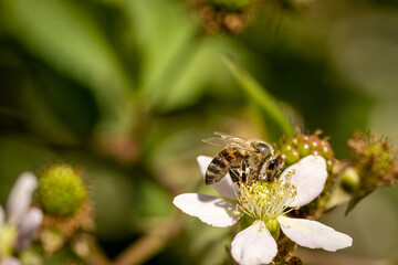 Bee on a white blackberry flower collecting pollen and nectar for the hive