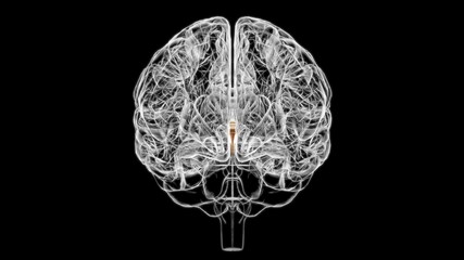 Fototapeta na wymiar Brain Third ventricle Anatomy For Medical Concept 3D