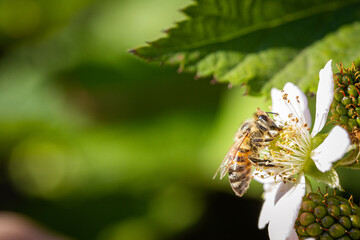Bee on a white blackberry flower collecting pollen and nectar for the hive