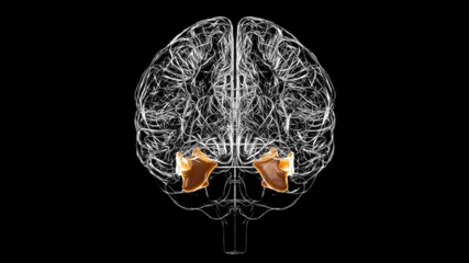 Brain fusiform Gyrus Anatomy For Medical Concept 3D