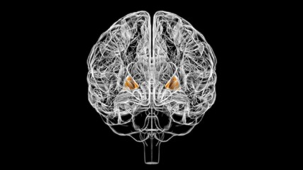 Obraz na płótnie Canvas Brain globus pallidus Anatomy For Medical Concept 3D