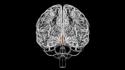 Obraz na płótnie Canvas Brain Hypothalamus Anatomy For Medical Concept 3D