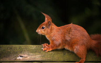 close up of red squirrel on fence