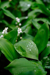 Green bush with raindrops on the leaves