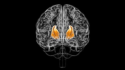Fototapeta na wymiar Brain internal capsule Anatomy For Medical Concept 3D