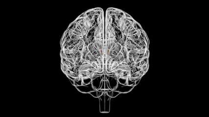 Fototapeta na wymiar Brain Interventricular foramen Anatomy For Medical Concept 3D
