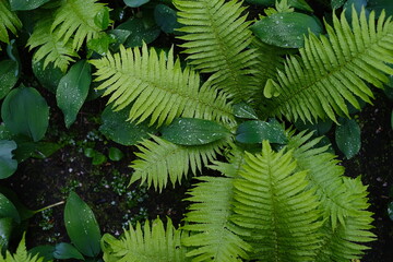 Green fern with raindrops on leaves
