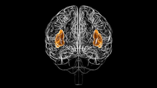 Brain insula Anatomy For Medical Concept 3D
