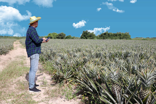 An Asian man who owns a pineapple plantation uses a mobile app to check soil and water conditions. The growing of pineapples in fields