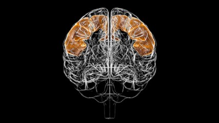 Fototapeta na wymiar Brain precentral gyrus Anatomy For Medical Concept 3D