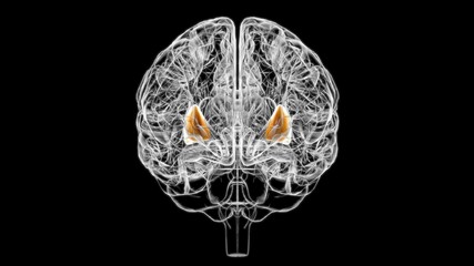Fototapeta na wymiar Brain putamen Anatomy For Medical Concept 3D