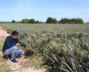 Naklejka na ściany i meble An Asian man who owns a pineapple plantation uses a mobile app to check soil and water conditions. The growing of pineapples in fields