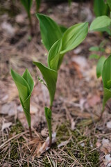 Green bush grows in the forest