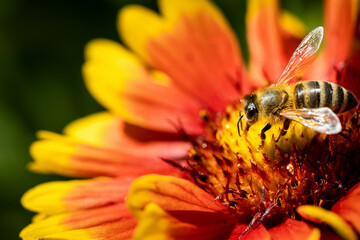 Bee on a orange flower collecting pollen and nectar for the hive