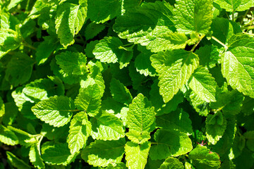 green mint bush top view background backdrop