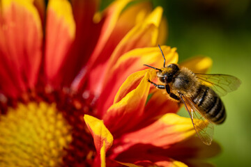Bee on a orange flower collecting pollen and nectar for the hive