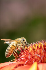 Bee on a orange flower collecting pollen and nectar for the hive