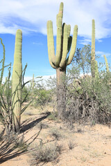 Saguaro National Park in Arizona, USA