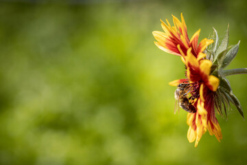 Bee on a orange flower collecting pollen and nectar for the hive