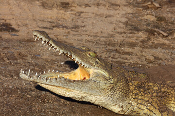 Nilkrokodil / Nile crocodile / Crocodylus niloticus