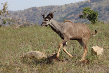 Großer Kudu / Greater kudu / Tragelaphus strepsiceros...