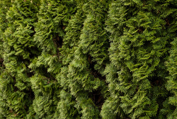 Green hedge of thuja trees. Closeup fresh green branches of thuja trees. Evergreen coniferous Tui tree. Nature, background.