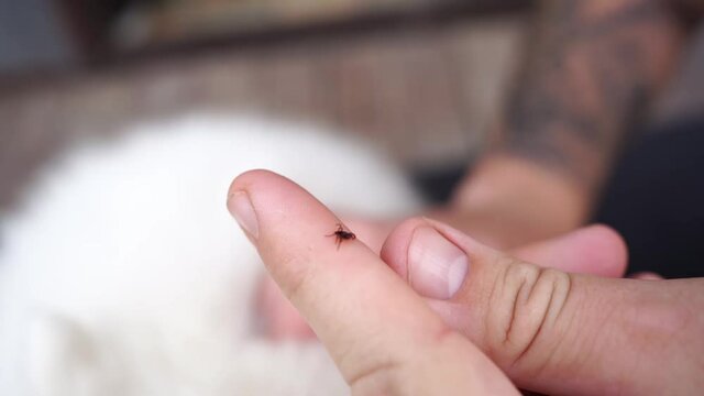 hands remove the tick from the dog's fur.dangerous parasites.