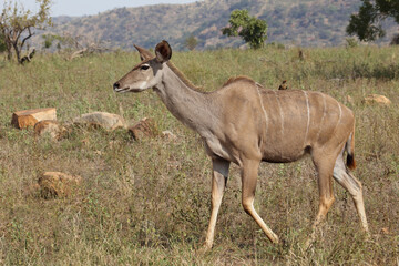 Obraz na płótnie Canvas Großer Kudu und Rotschnabel-Madenhacker / Greater kudu and Red-billed oxpecker / Tragelaphus strepsiceros et Buphagus erythrorhynchus