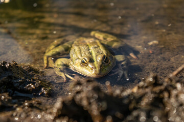 Green frog in the water. Green frog in water. Natural background