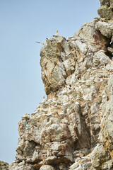 Colony of northern garnet on the rock of island in Ireland. Wild bird in the wild.