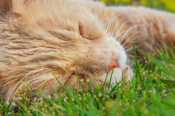 Head of a sleeping cat, close-up.Head of a cat sleeping on the grass . Cat Sleeping In Grass