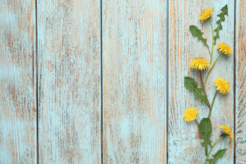 Flat lay composition with beautiful yellow dandelions on light blue wooden table. Space for text