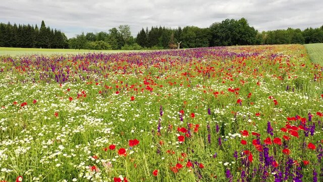 Agriculture field  with delphinium flowers, poppies and chamomile.