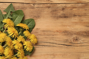 Beautiful yellow dandelions and leaves on wooden table, flat lay. Space for text