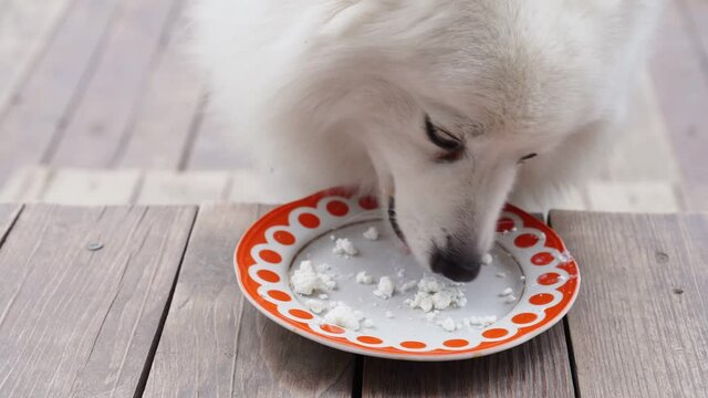 Japanese spitz is fed cottage cheese. food for the feeding dog. useful food. 